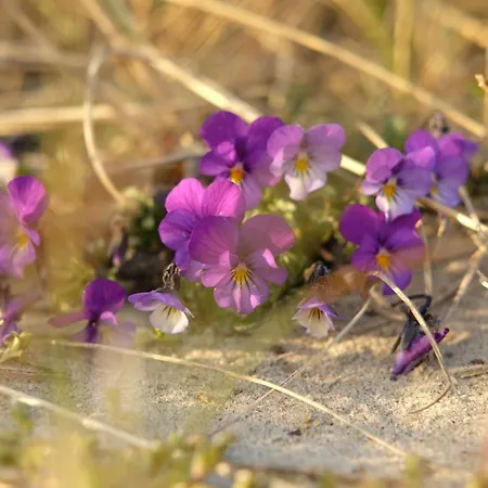 Strandlyst 酒店 希茨海尔斯