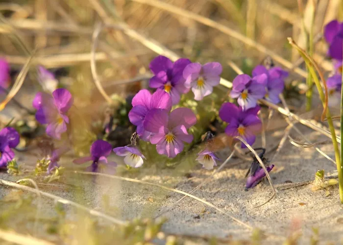 Strandlyst Hotel Hirtshals